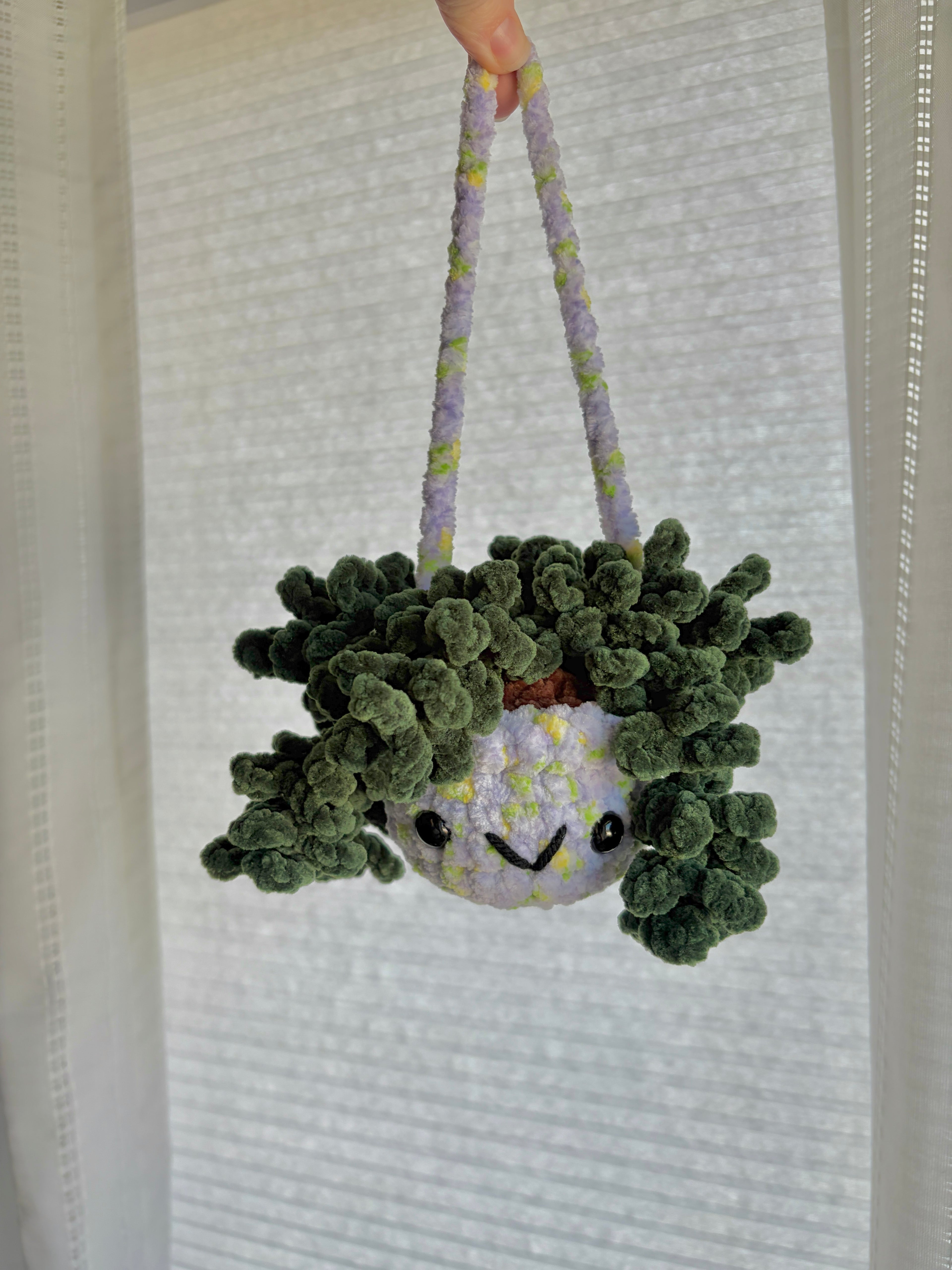 Hanging Plant - Burrow’s Tail