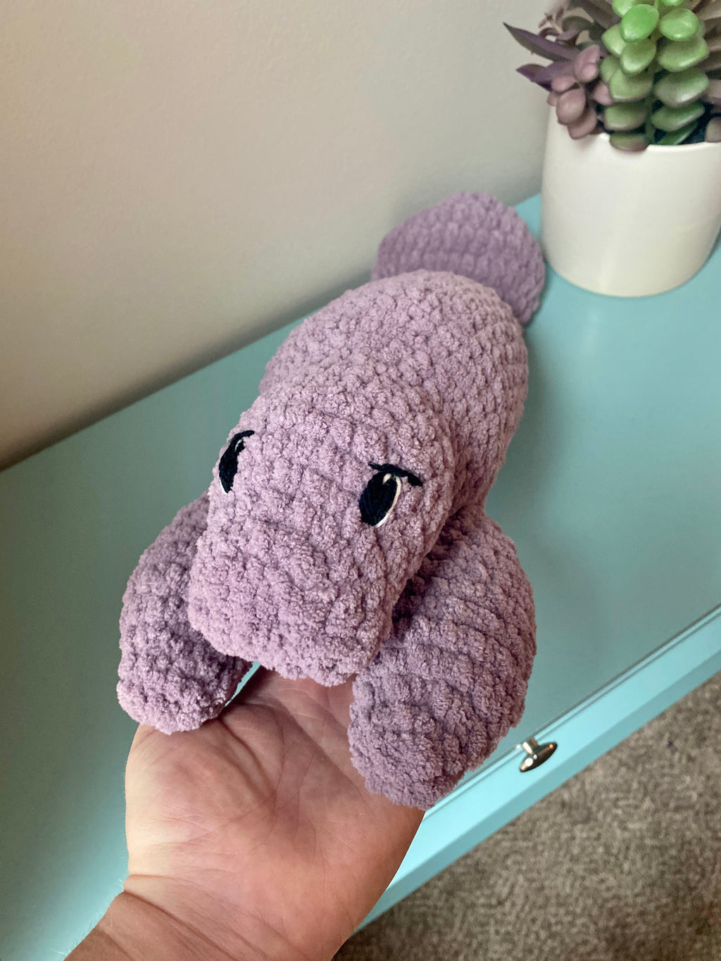 Milo the baby Manatee