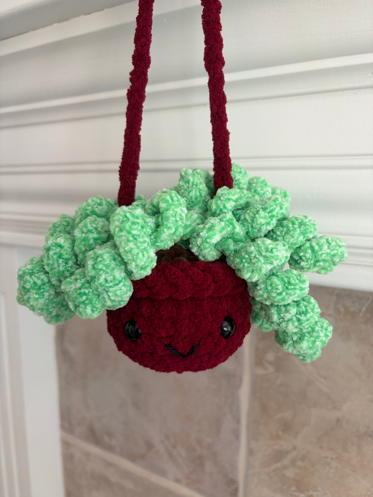Hanging Plant - Curly