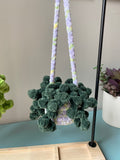 Hanging Plant - String of Pearls