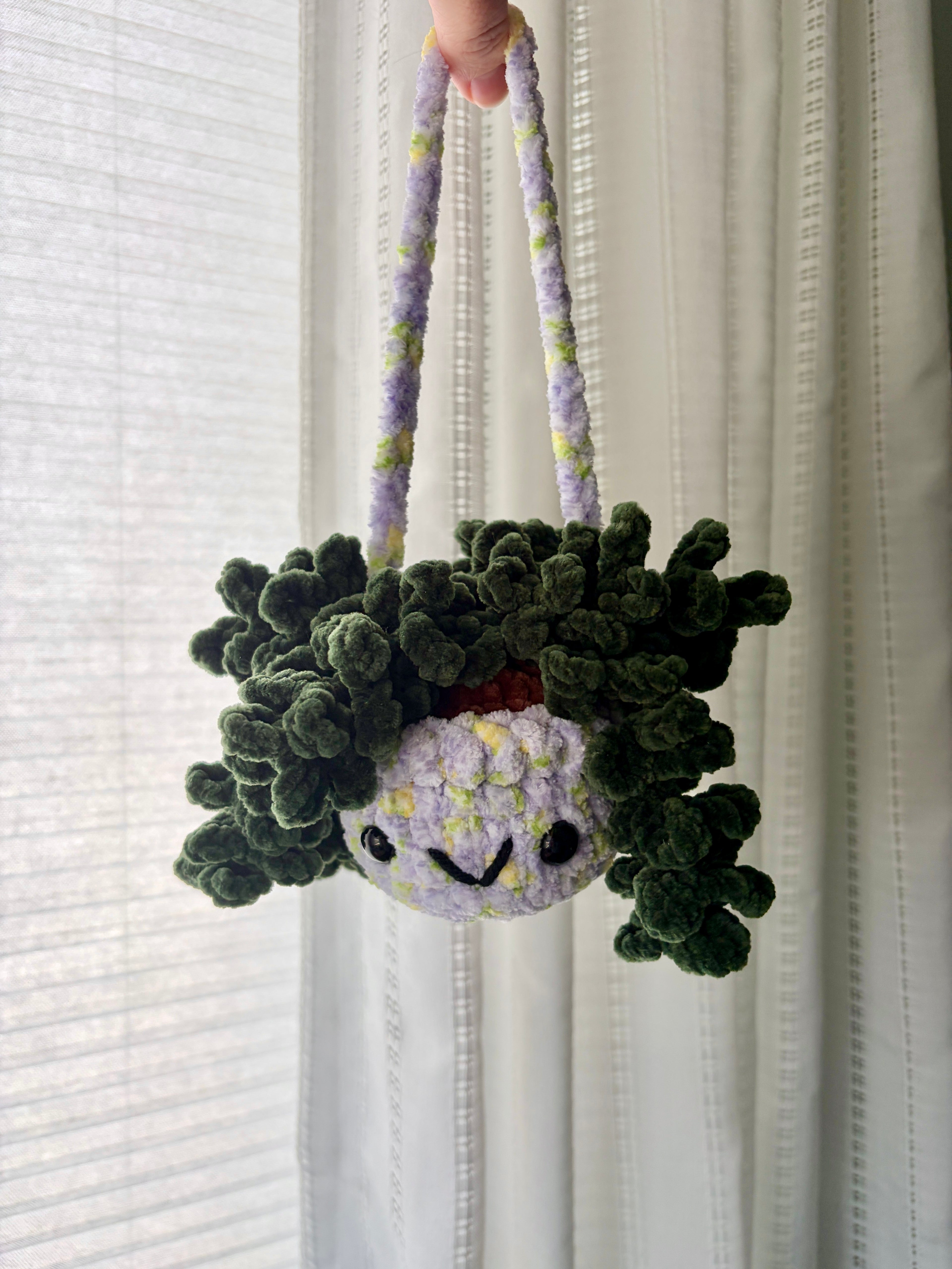 Hanging Plant - Burrow’s Tail