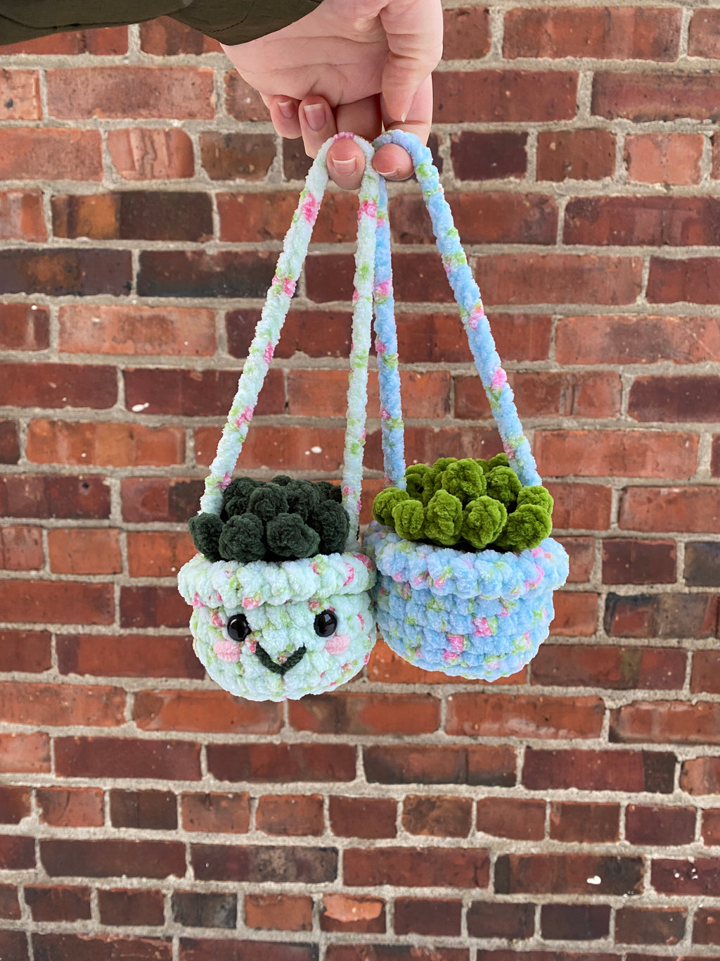 Hanging Plant - Agave