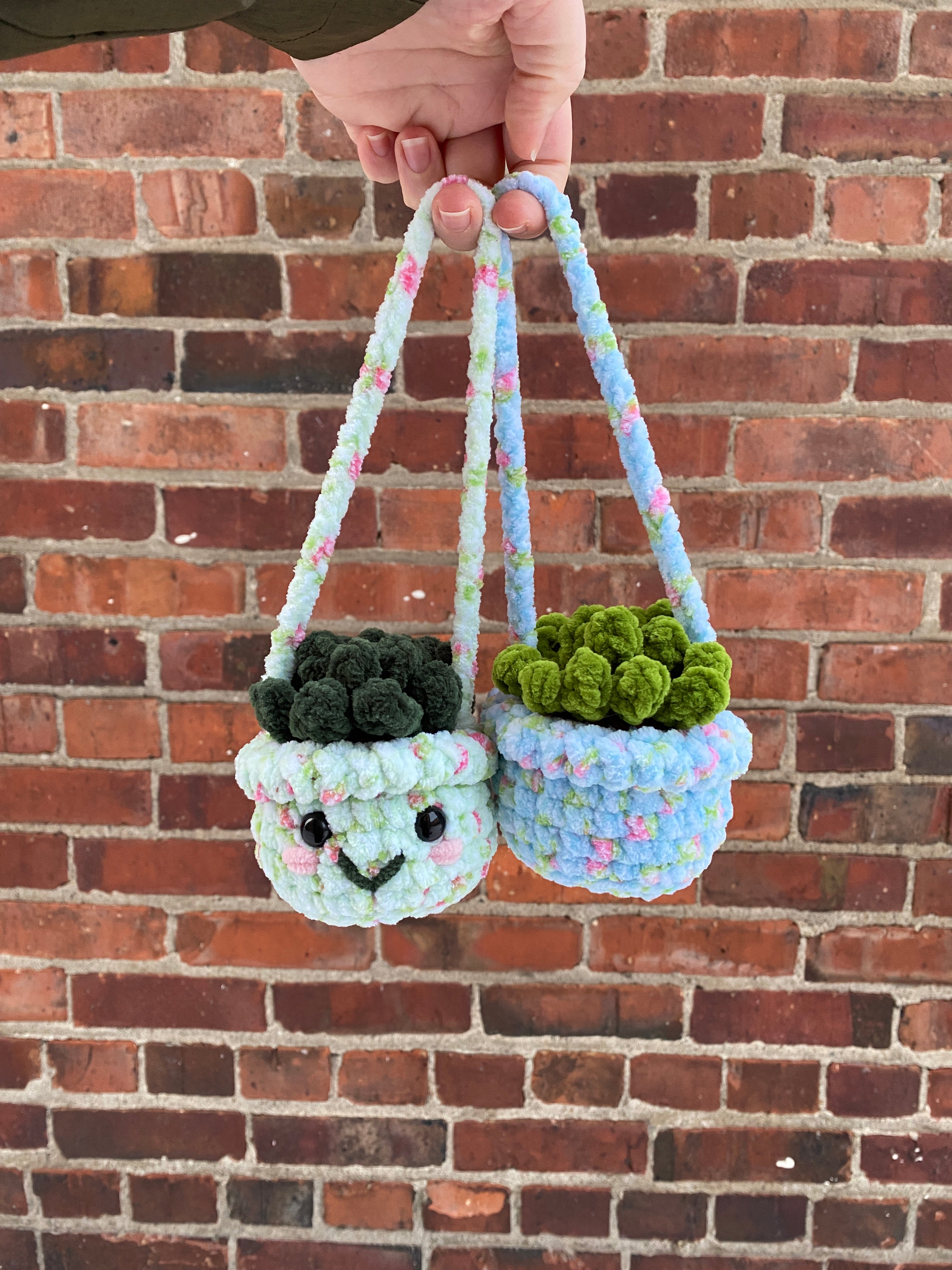 Hanging Plant - Agave