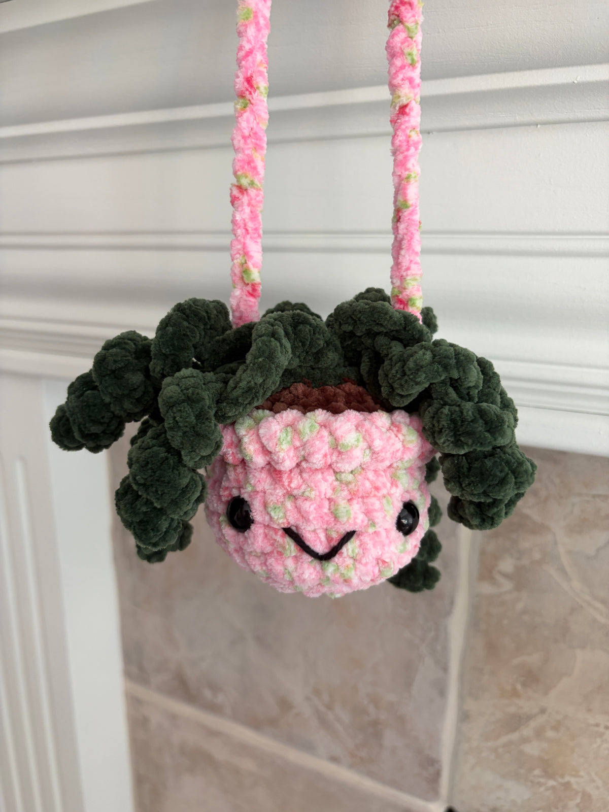 Hanging Plant - Curly