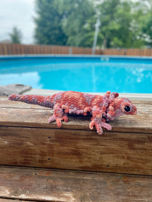 Bearded Dragon