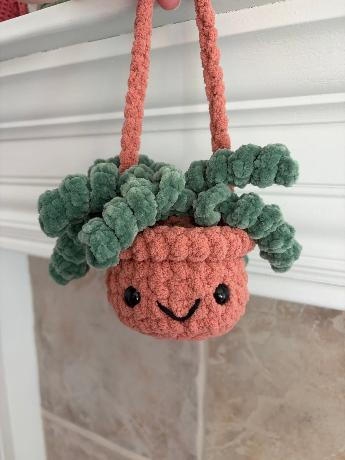 Hanging Plant - Curly