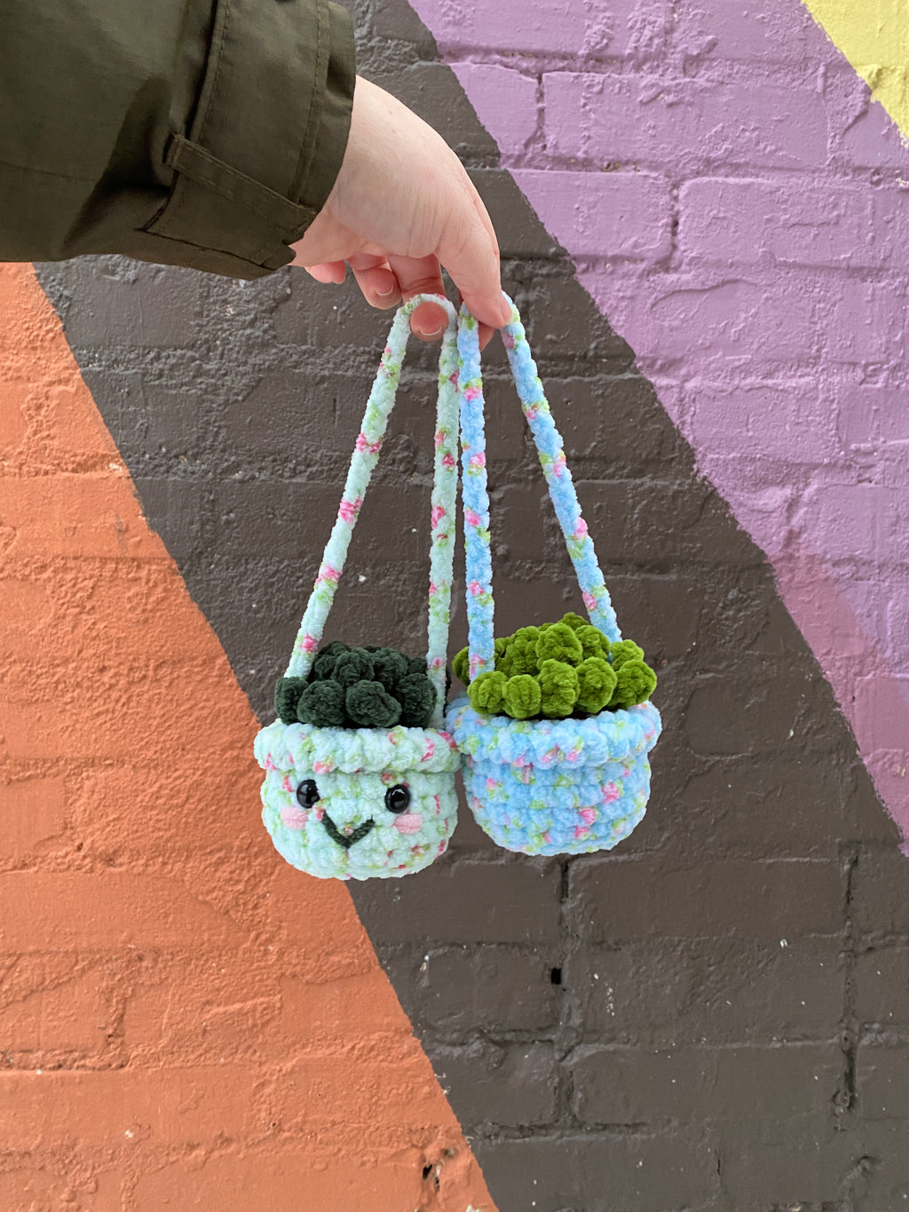 Hanging Plant - Agave