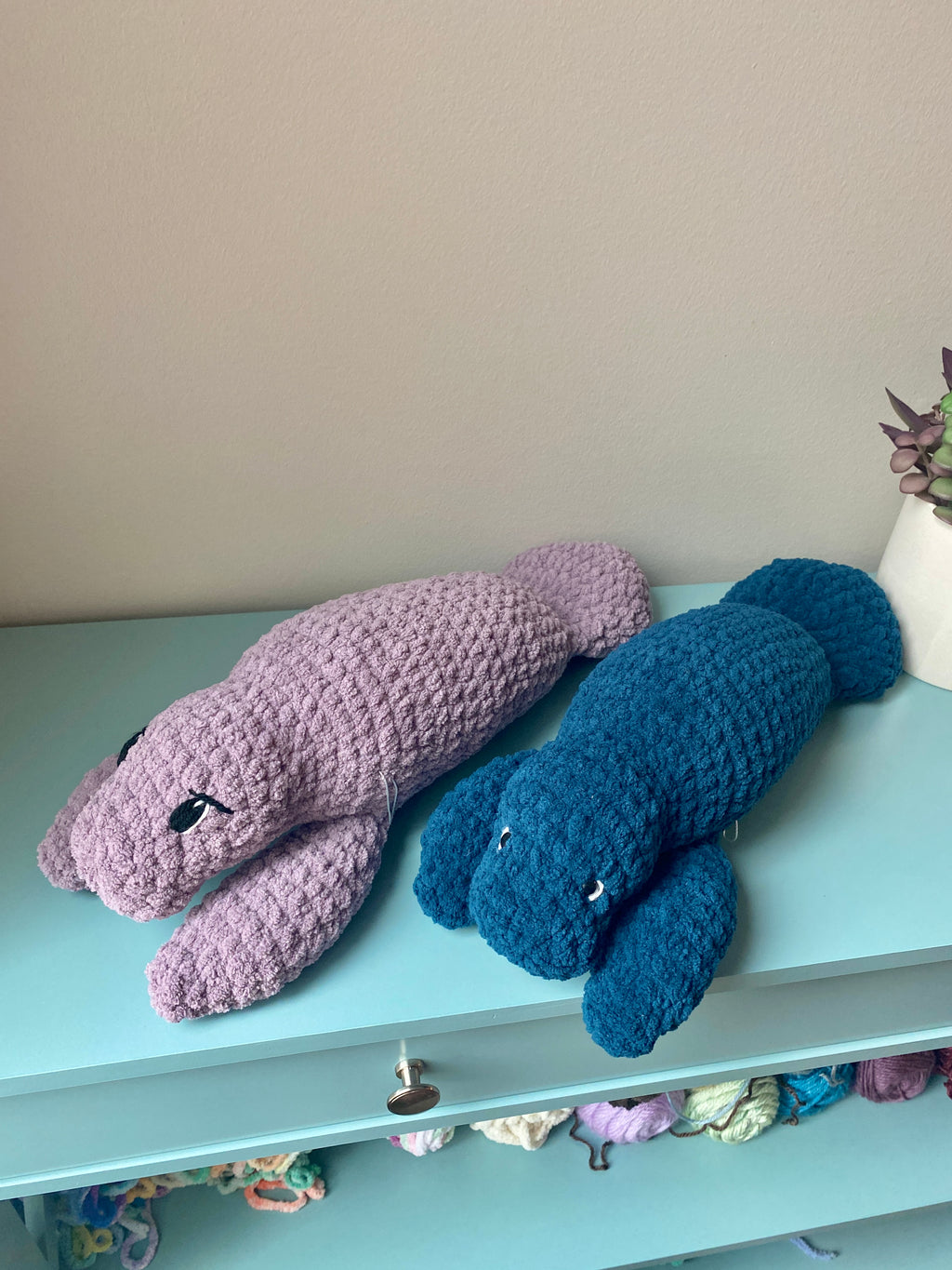 Milo the baby Manatee
