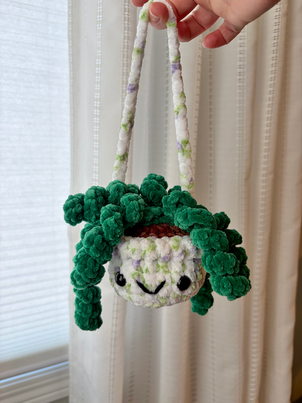 Hanging Plant - Curly